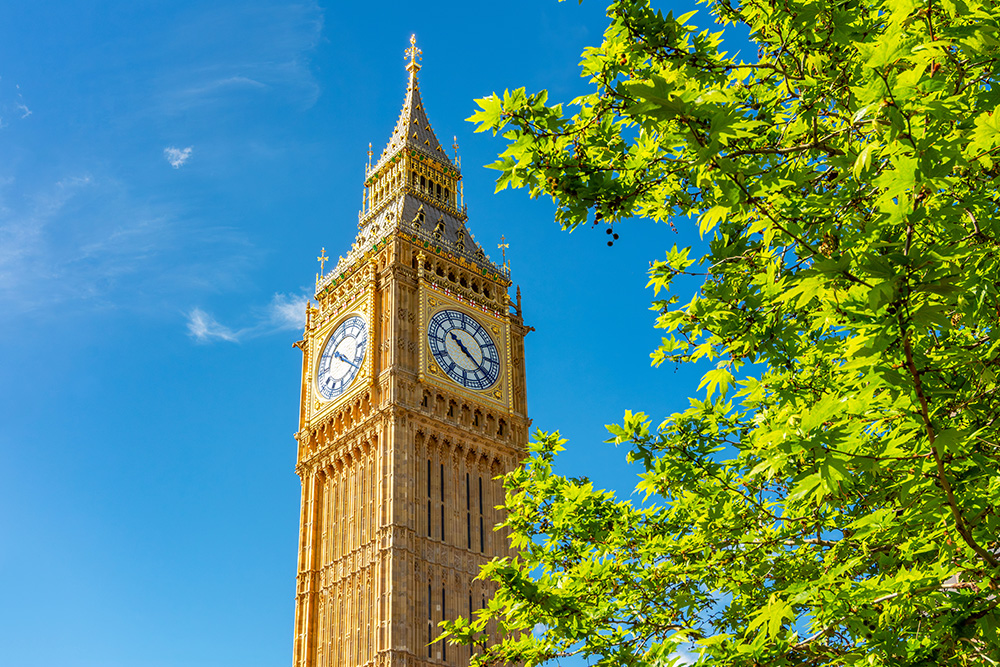 big ben behind a tree stock image