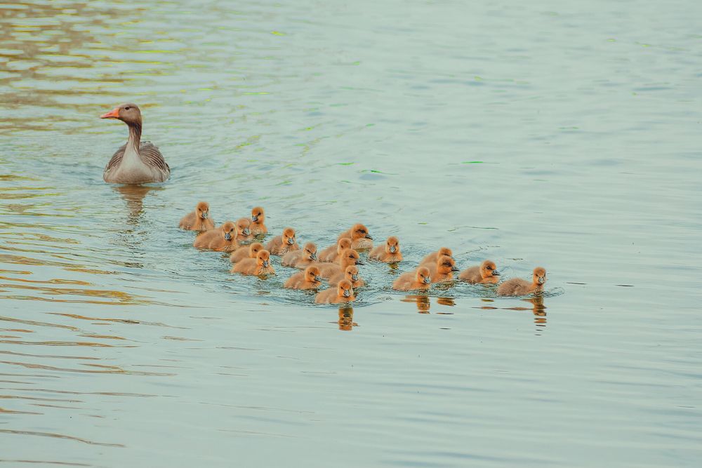 mother duck with family of chicks